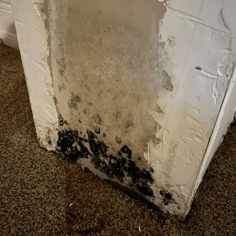 Professional Mold Removal in Minorca, LA